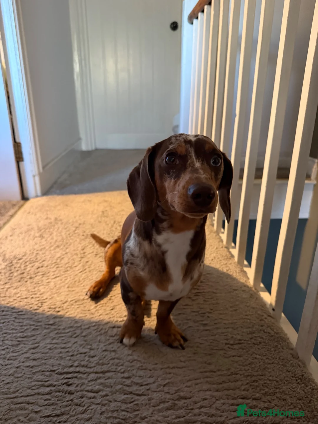 Miniature Dachshund dogs for stud: Dapple Miniature Dachshund for Stud - Advert 2