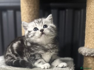 British Shorthair cats GCCF British shorthair silver tabby girls - Advert 4