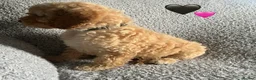 Cockapoo dogs for sale: 🐾 Stunning Litter of 8 Cockapoo Puppies! 🐾 - Advert 18