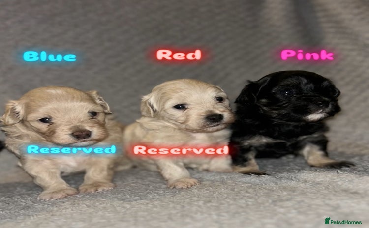 Maltipoo dogs - Advert 2