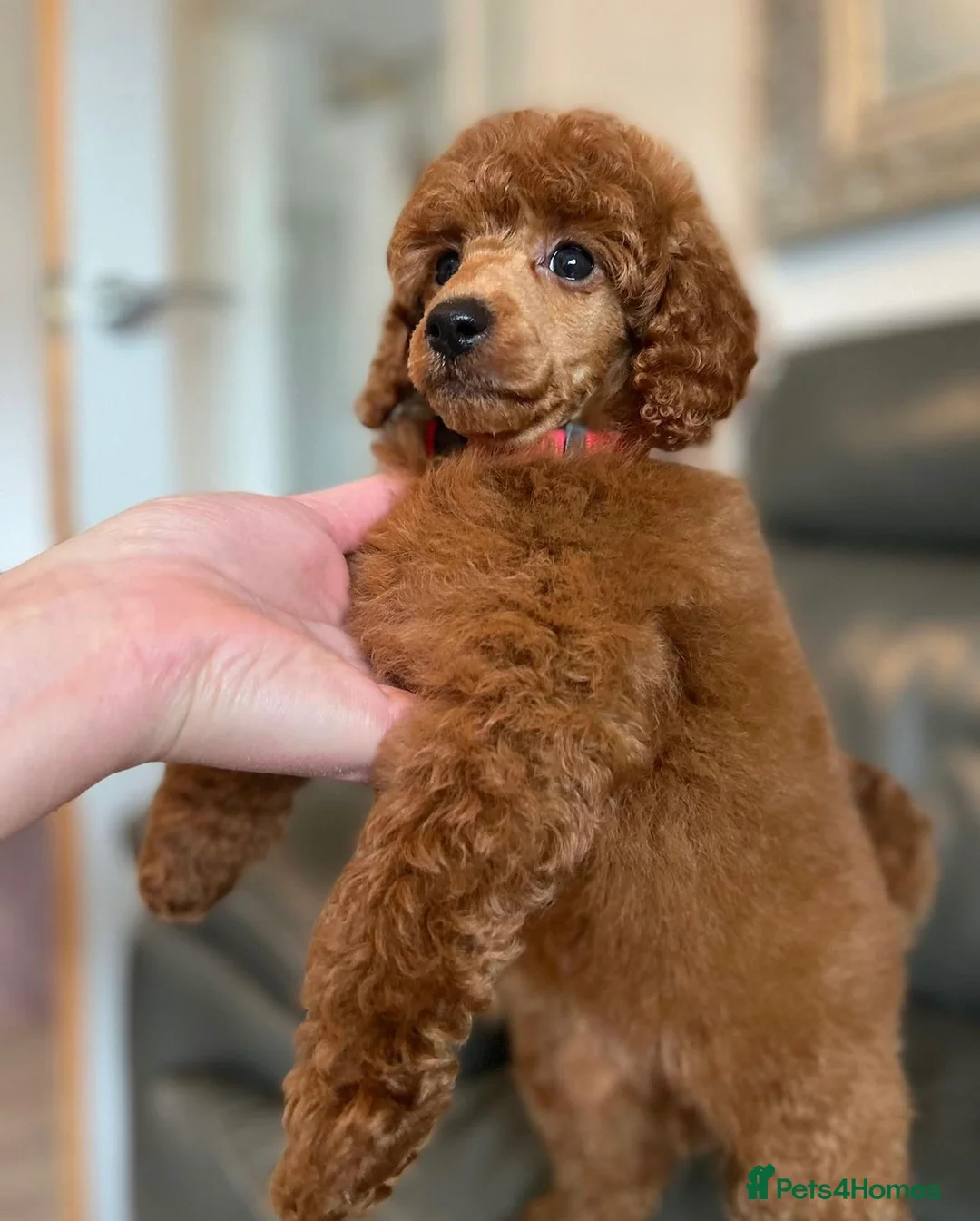 Miniature Poodle dogs for stud: 🇷🇺 Russian import kc reg poodle 🇷🇺  in Newcastle - Advert 12