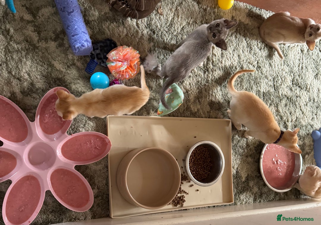 Burmese cats for sale: A fantastic litter of 7 Burmese babies  - Image 9