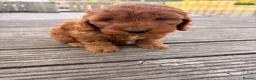 Cockapoo dogs for sale: F1 stunning cockapoos  - Advert 5