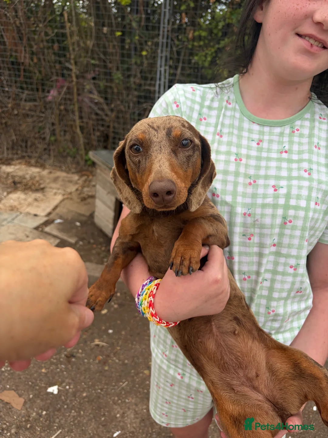 Dachshund dogs for sale: REHOME!! Dachshund 16 months old - Advert 1