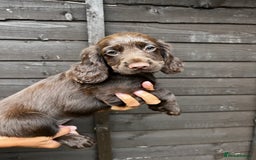 Cocker Spaniel dogs for sale: Cocker spaniel female puppies  - Image 24
