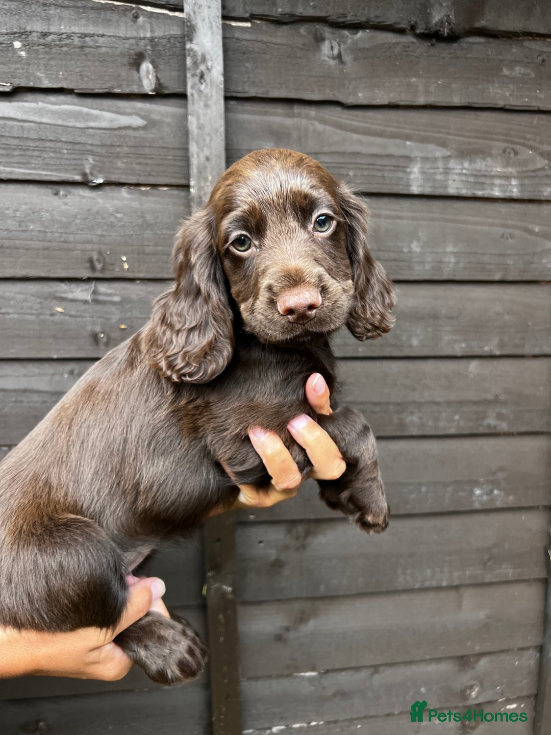 Cocker Spaniel dogs for sale: Cocker spaniel female puppies  - Image 24