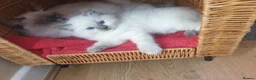 Ragdoll cats for sale: 4 x Fluffy Ragdoll Chocolate Sealpoint kittens - Advert 24