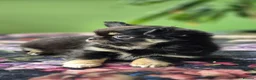 Chihuahua dogs for sale: Amazing Tiny Longcoat Chihuahua Puppies - Advert 30
