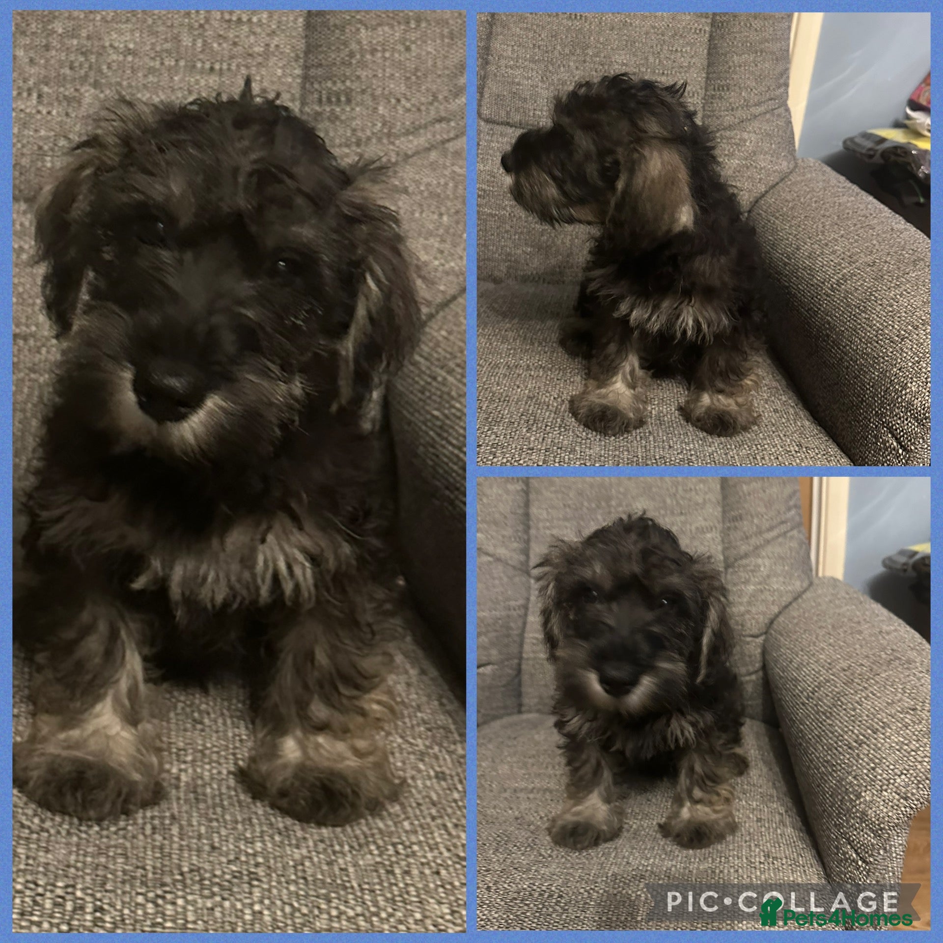 Schnoodle dogs Miniature Schnoodle puppies - Advert 1