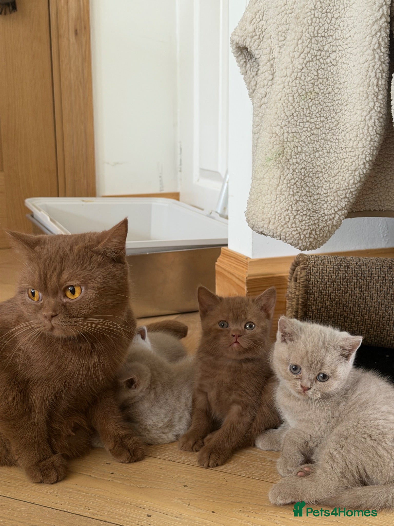 British Shorthair cats 6 Pure British Shorthair Kittens Ready to Reserve - Advert 1