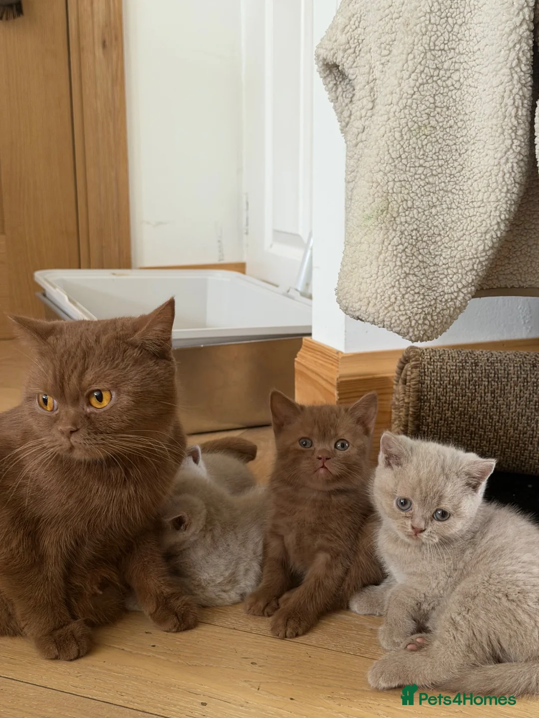 British Shorthair cats for sale: 6 Pure British Shorthair Kittens Ready to Reserve - Advert 1