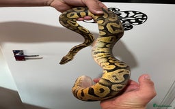Snake reptiles for sale: Royal python  - Image 1