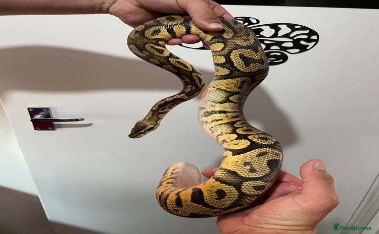 Snake reptiles - Advert 3