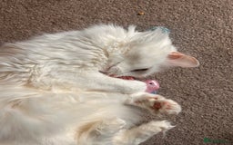 Domestic Shorthair cats for sale: Brother & Sister (not to be split) - Advert 13