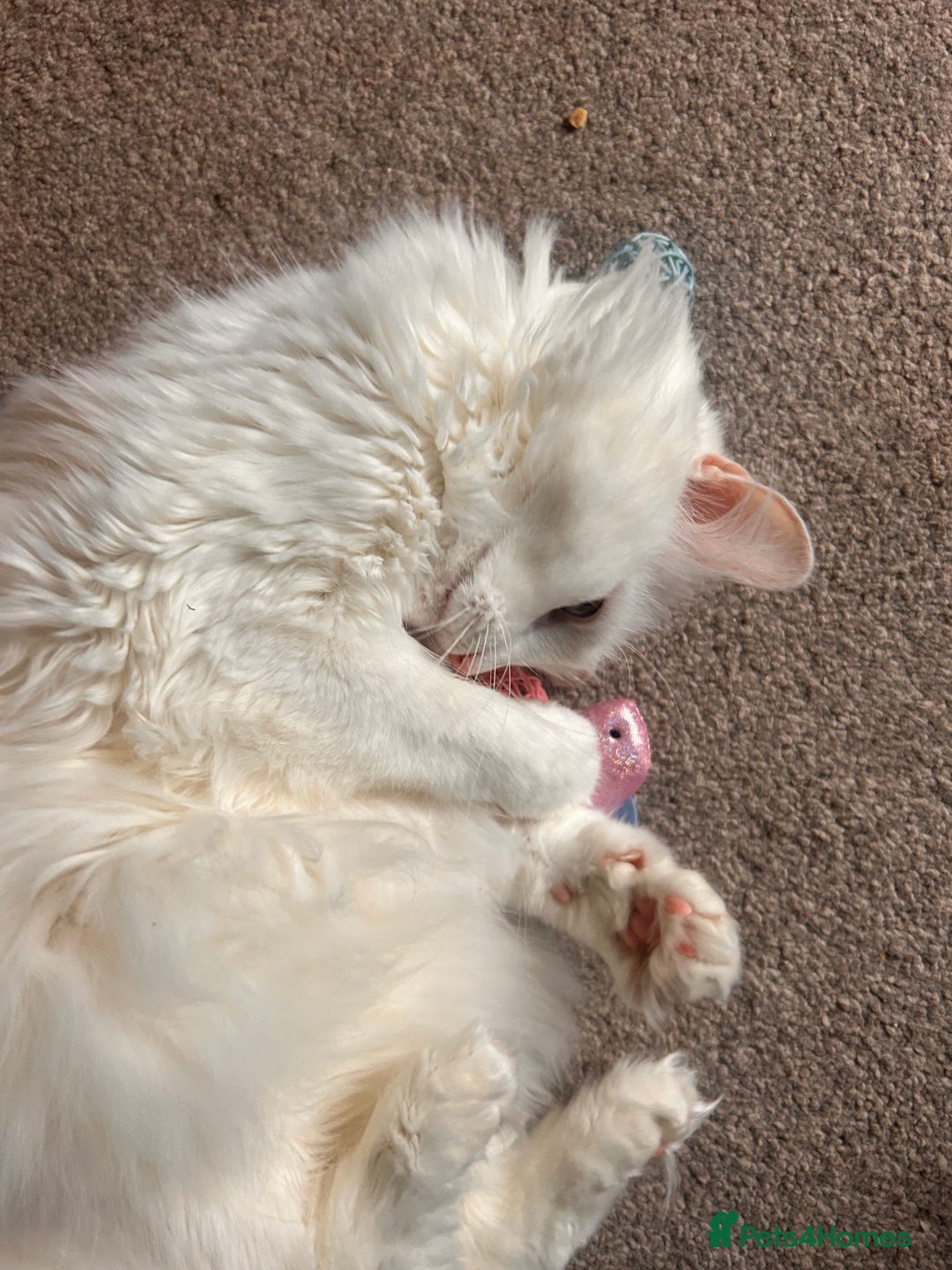 Domestic Shorthair cats for sale: Brother & Sister (not to be split) - Advert 13