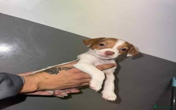 Patterjack dogs for sale: Patterjack/jackrussel - Image 27