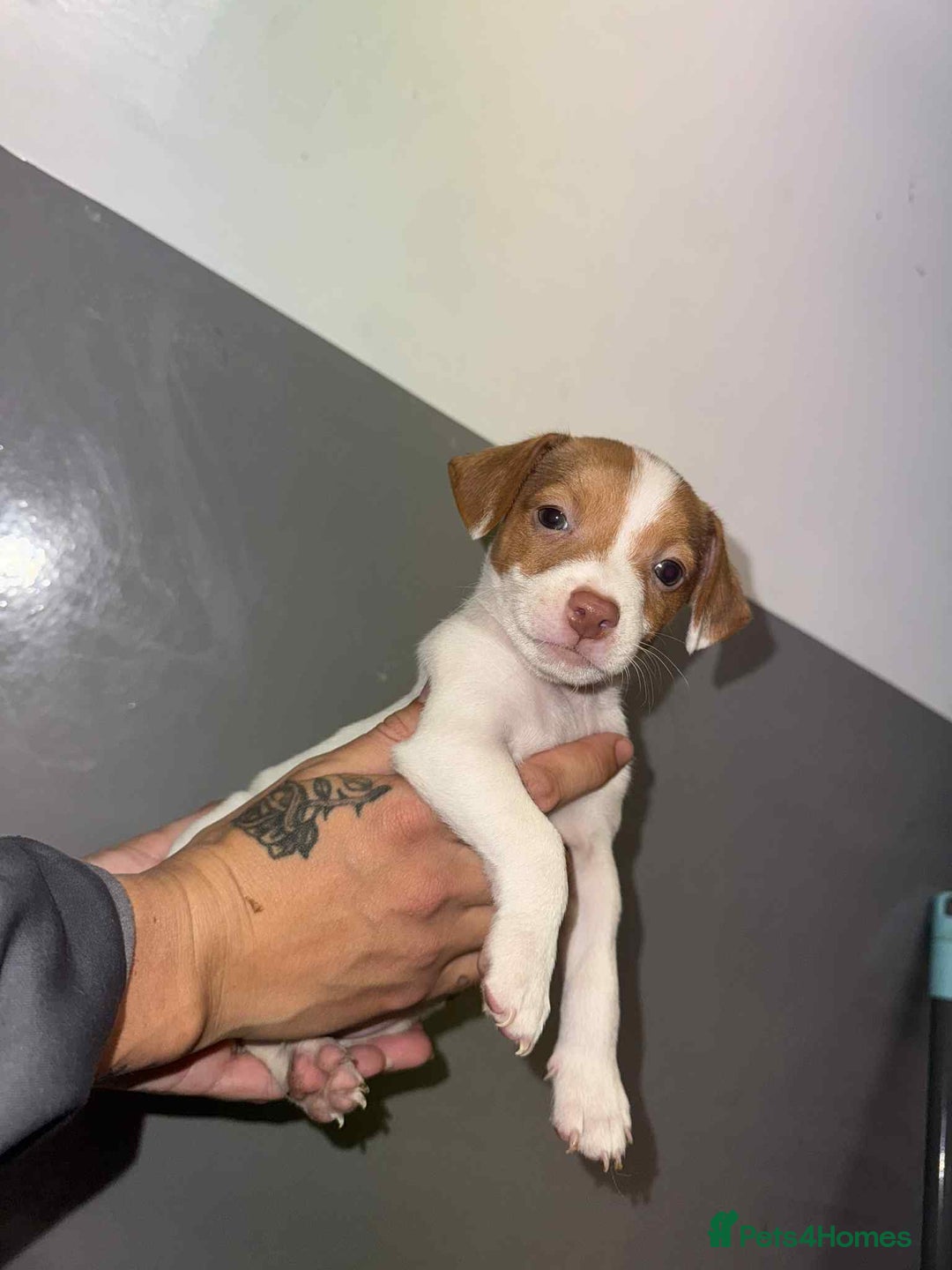 Patterjack dogs for sale: Patterjack/jackrussel - Image 27