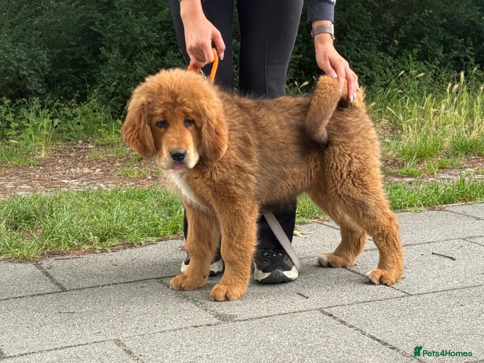 Tibetan Mastiff dogs Tibetan mastiff puppy  - Advert 1