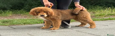 Tibetan Mastiff 2