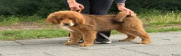 Tibetan Mastiff dogs for sale: Tibetan mastiff puppy  - Advert 1