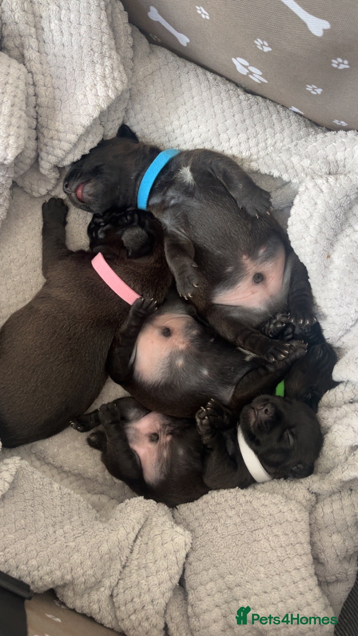 Mixed Breed dogs Patterdale Lakeland puppies - Advert 19