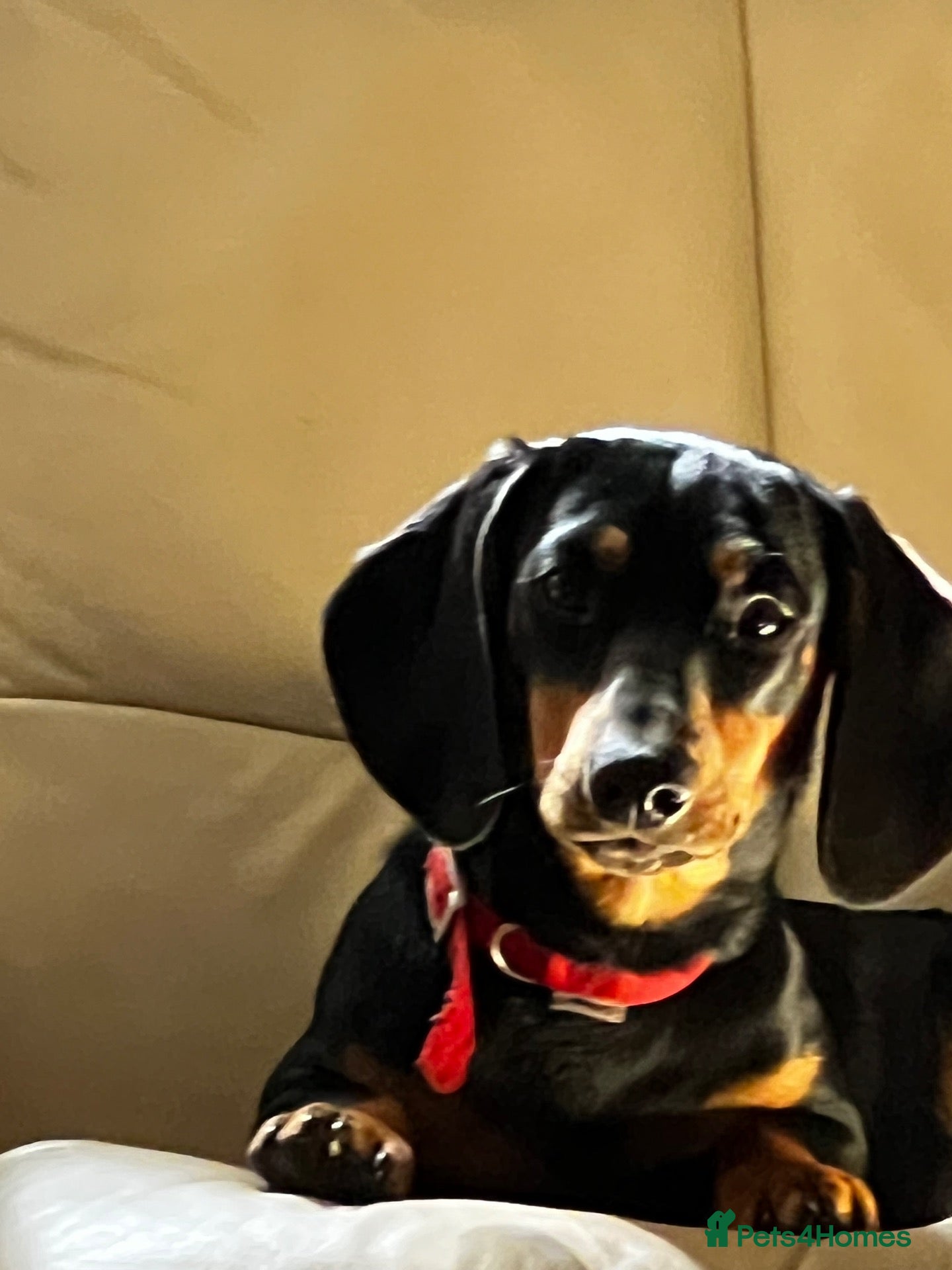 Miniature Dachshund dogs for sale: Miniature Dauchound puppies - Advert 9