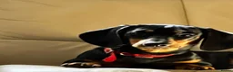 Miniature Dachshund dogs for sale: Miniature Dauchound puppies - Advert 1