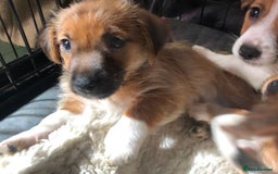 Mixed Breed dogs for sale: Miss  - Image 3
