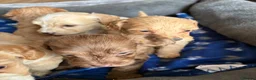 Cockapoo dogs for sale: Cockerpoo  - Advert 20
