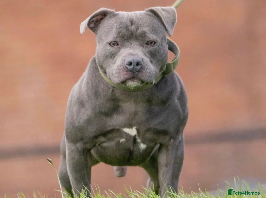Staffordshire Bull Terrier dogs for stud: Blue Staffordshire Bull Terrier Champion Stud in Swansea - Advert 2