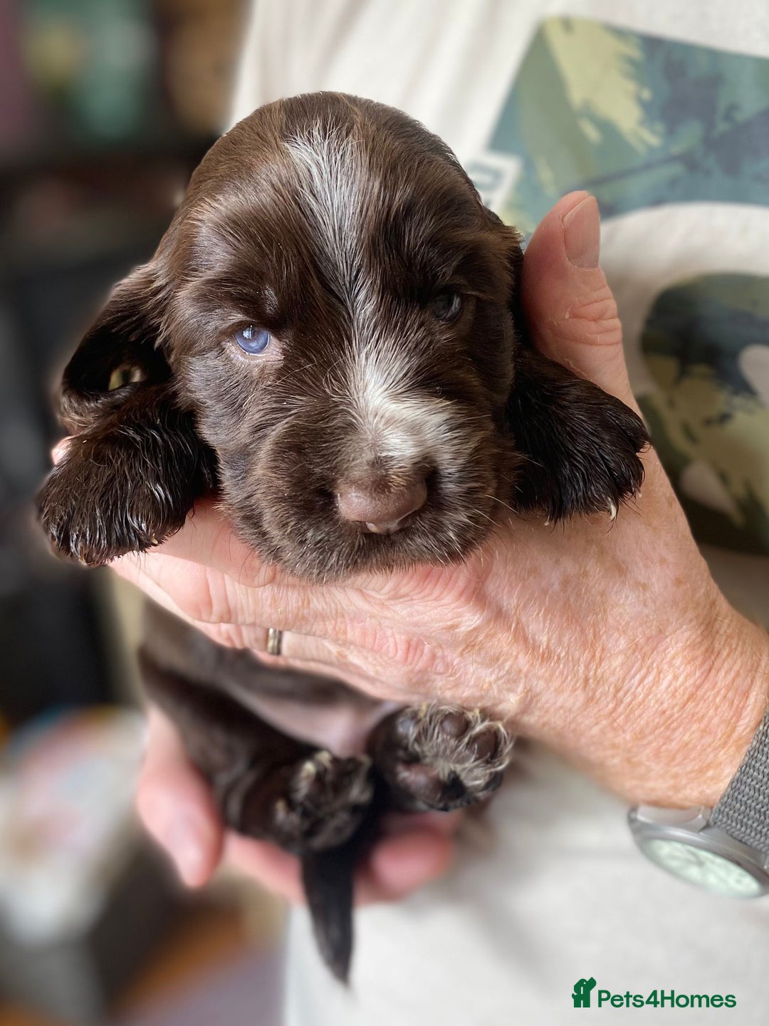Cocker Spaniel dogs for sale: Stunning KC Reg Cocker Spaniel Pups Choco/Black - Image 21