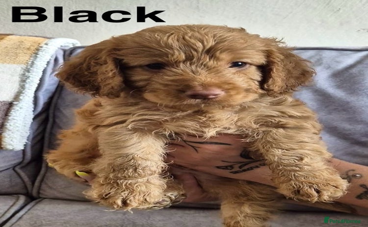 Cockapoo dogs - Advert 3
