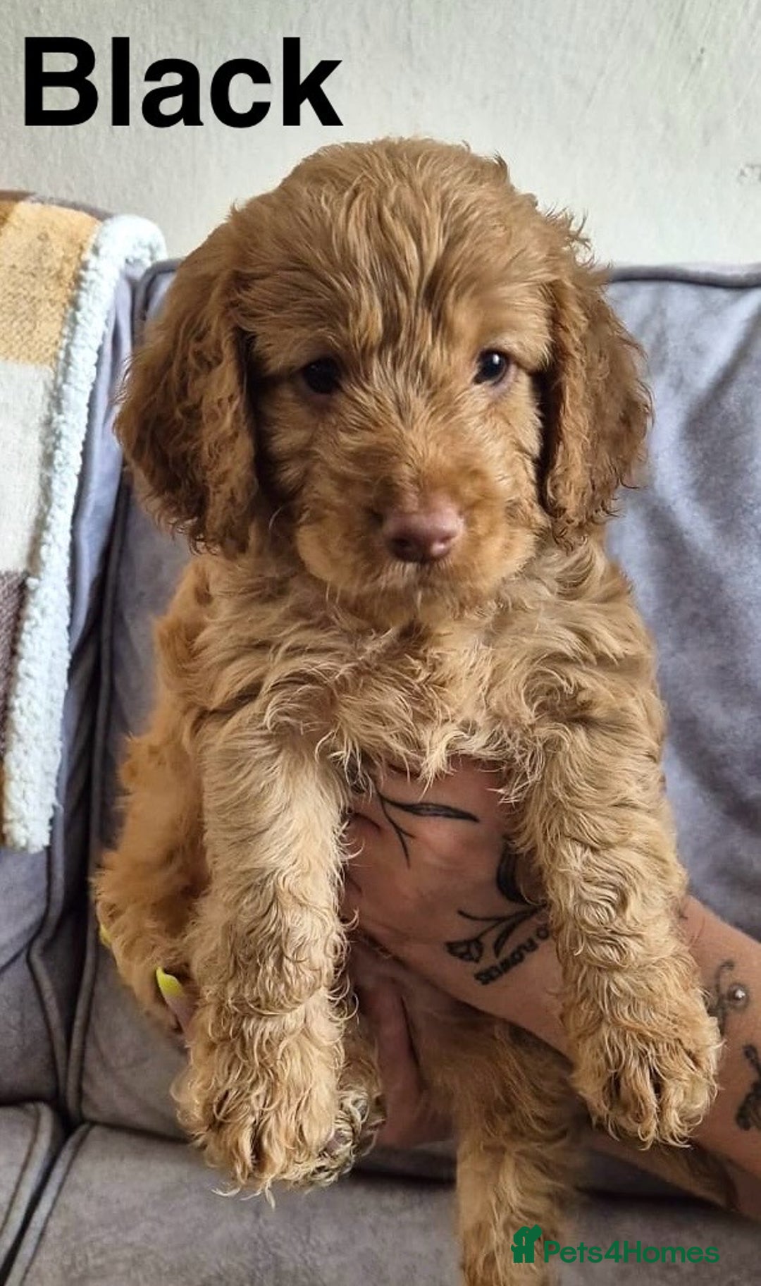 Cockapoo dogs for sale: 😍 STUNNING F1 cockapoos 😍 2 BOYS LEFT - Image 1