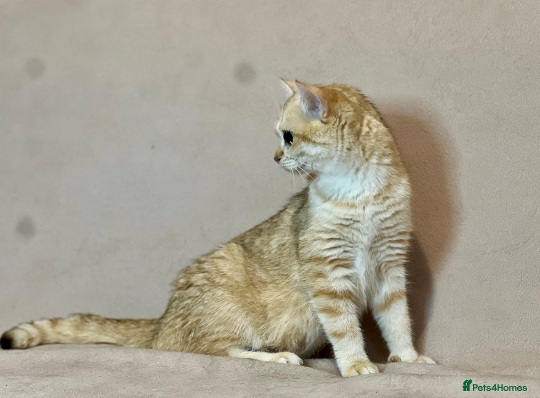 British Shorthair cats for sale: 🐾 Purebred BSH Kittens 🐾 - Advert 30