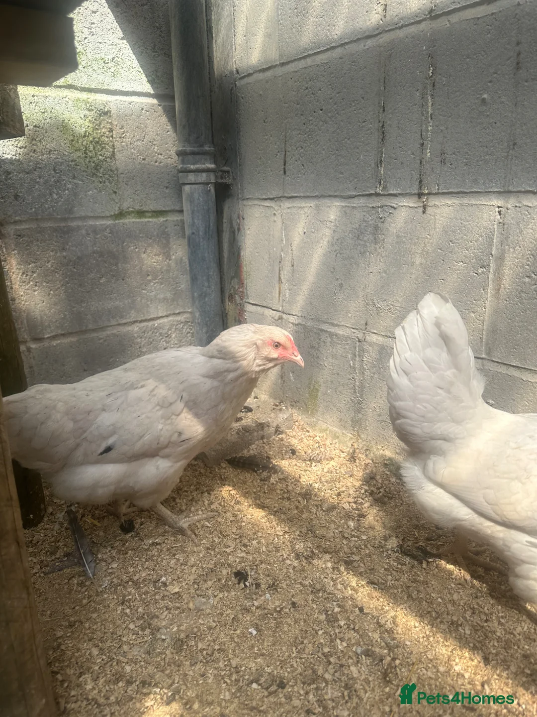 Chickens poultry for sale: 3x Hybrid Point of Lay hens - Advert 2