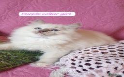 Ragdoll cats for sale: 💖Beautiful GCCF Registered Ragdoll Kittens. - Image 15