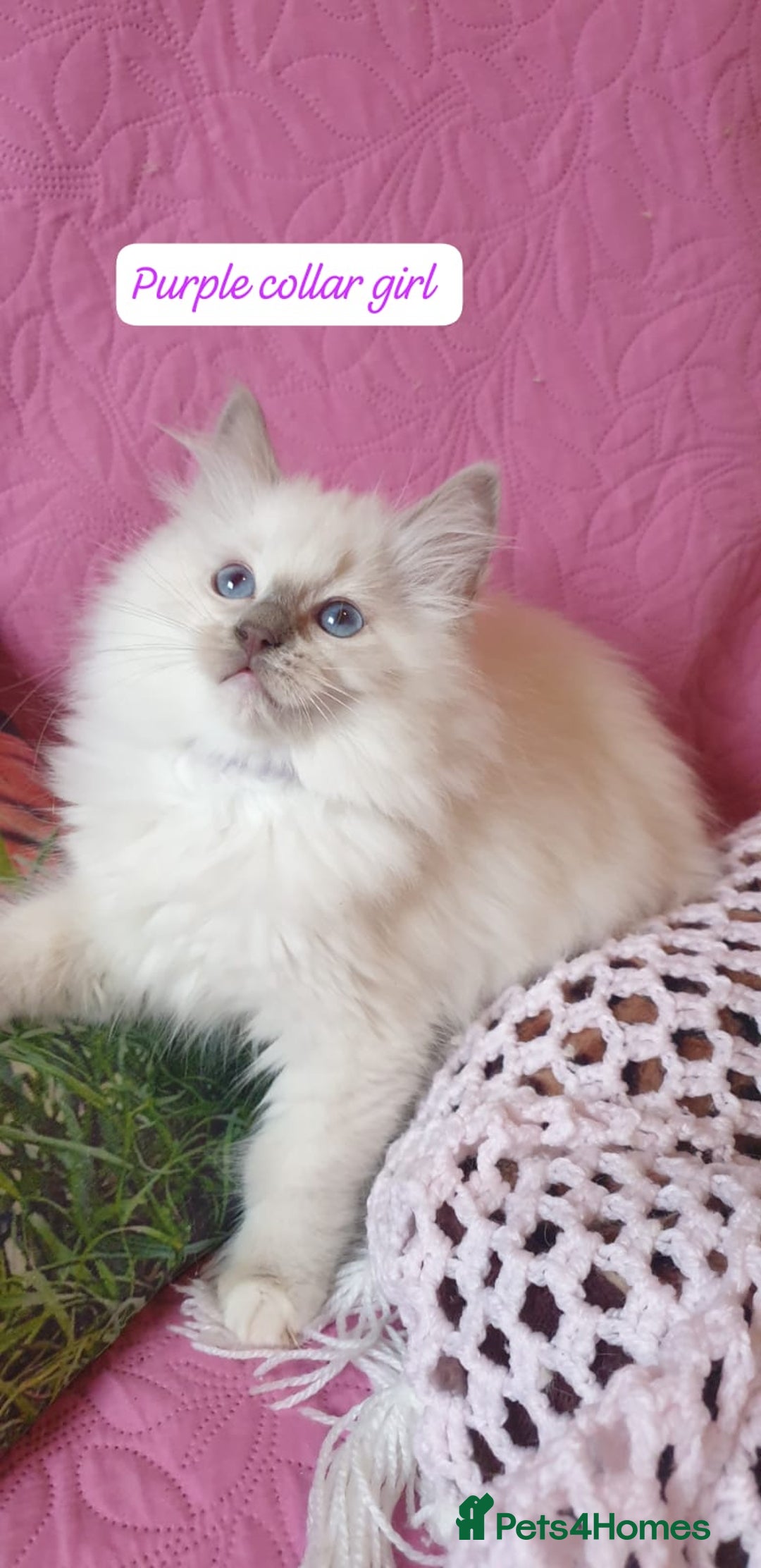 Ragdoll cats for sale: 💖Beautiful GCCF Registered Ragdoll Kittens. - Image 15