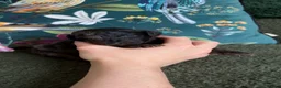 Cockapoo dogs for sale: Stunning F1B Cockapoos  in Stockport - Advert 20