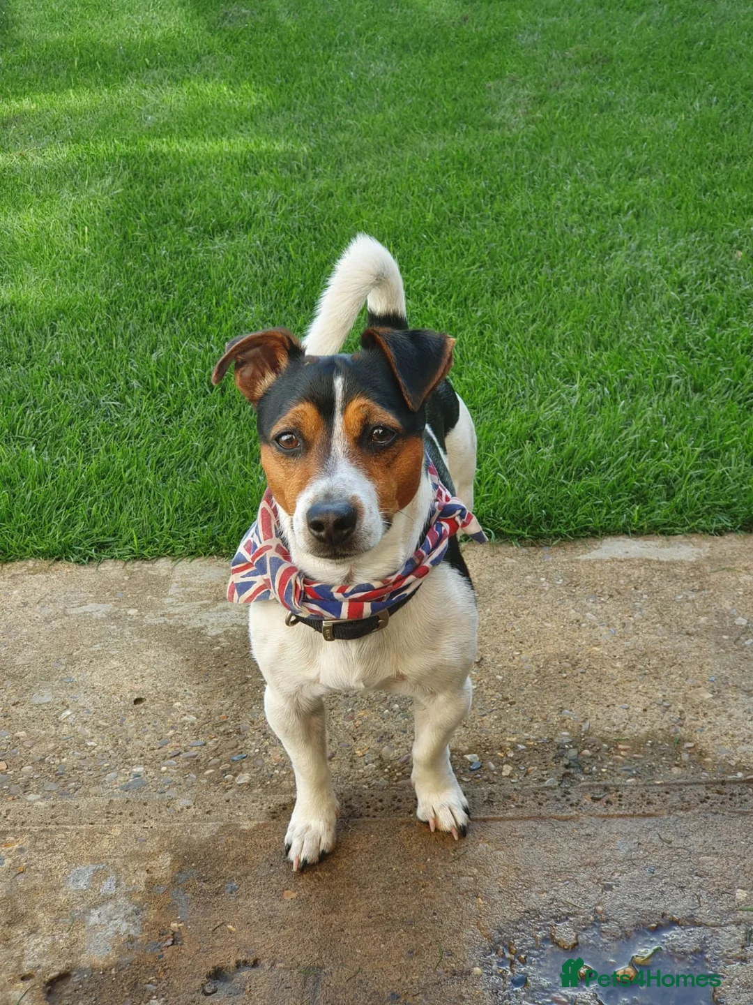 Jack Russell dogs for sale: Smooth Coated Jack Russell Puppies - Advert 3