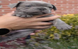 French Bulldog dogs for sale: Stunning French bulldog puppies 🐕 - Image 24