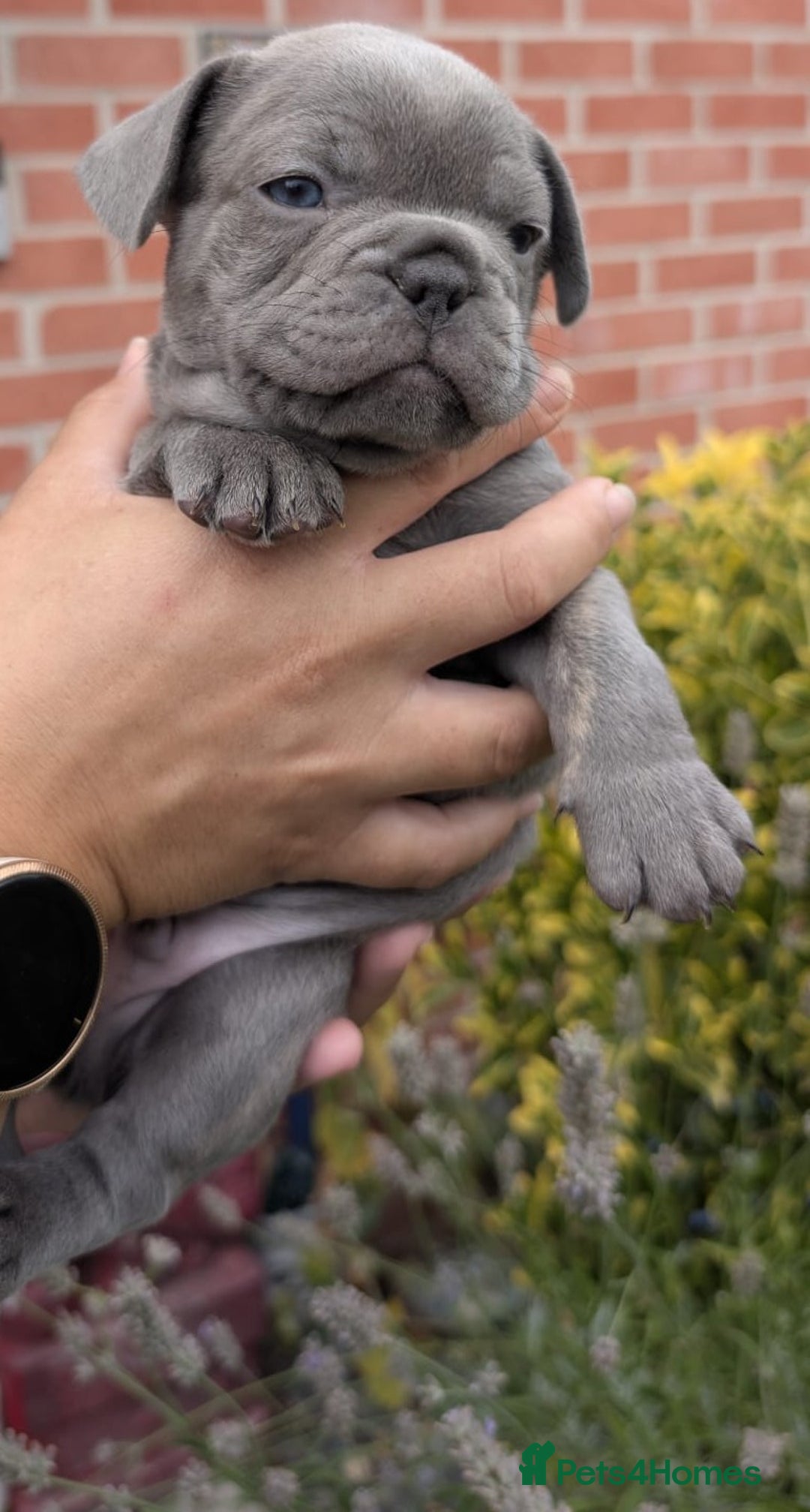 French Bulldog dogs for sale: Stunning French bulldog puppies 🐕 - Image 24