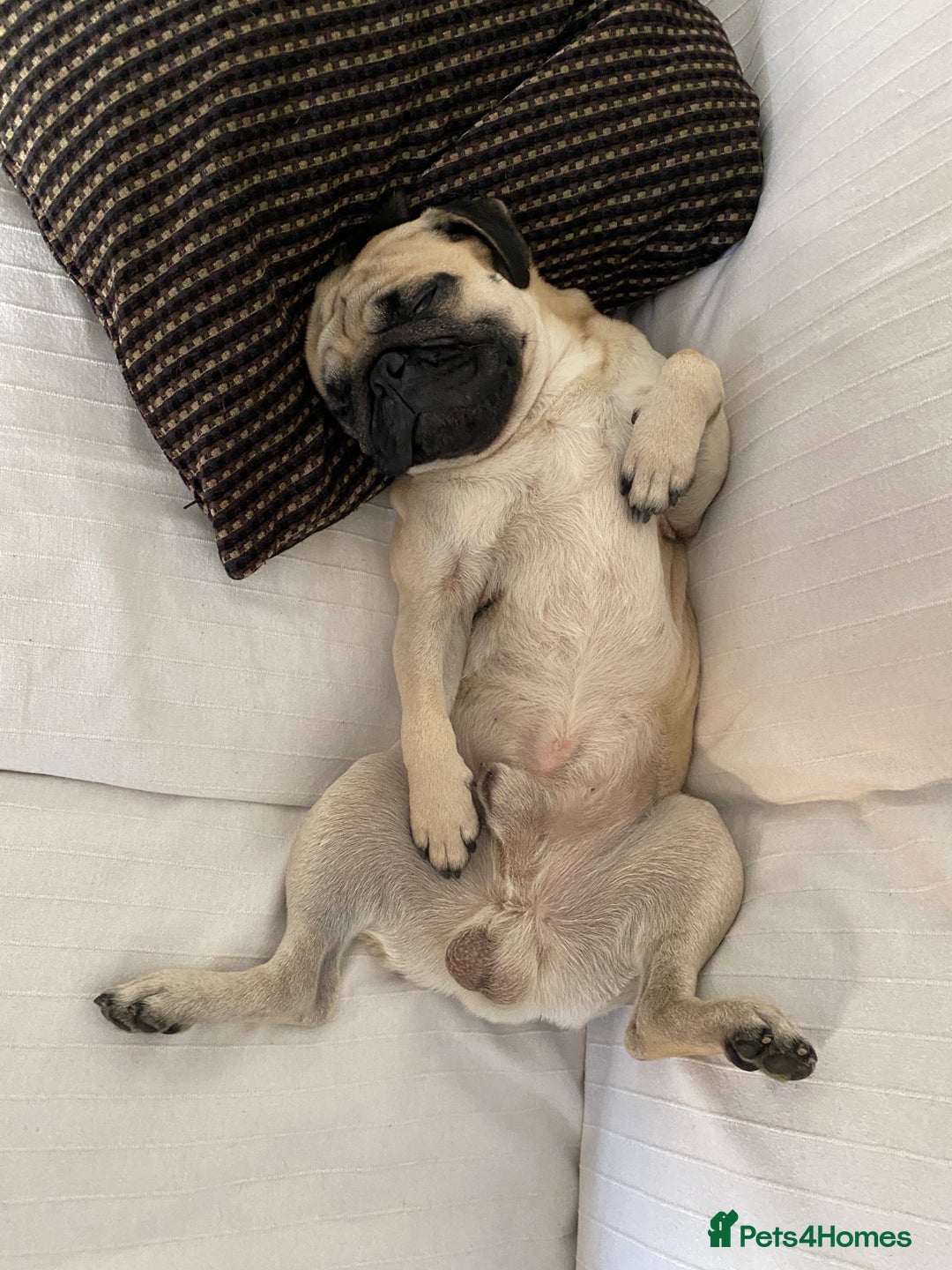 Pug dogs for stud: Pug / 5 generation pedigree male for stud - Advert 3