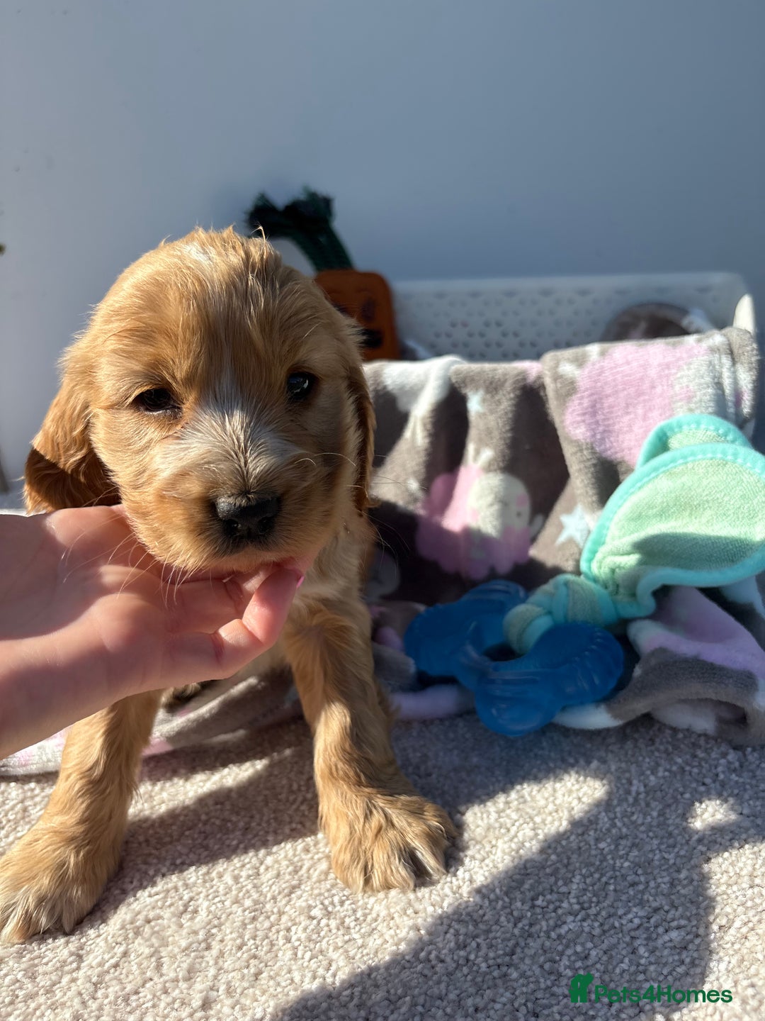 Cocker Spaniel dogs for sale: Show Cocker Spaniel puppies - Image 13