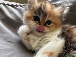 Persian cats - Advert 30