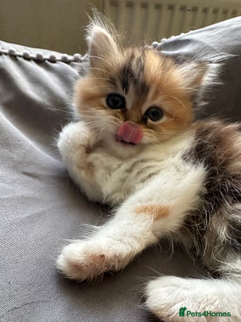 Persian cats - Advert 6