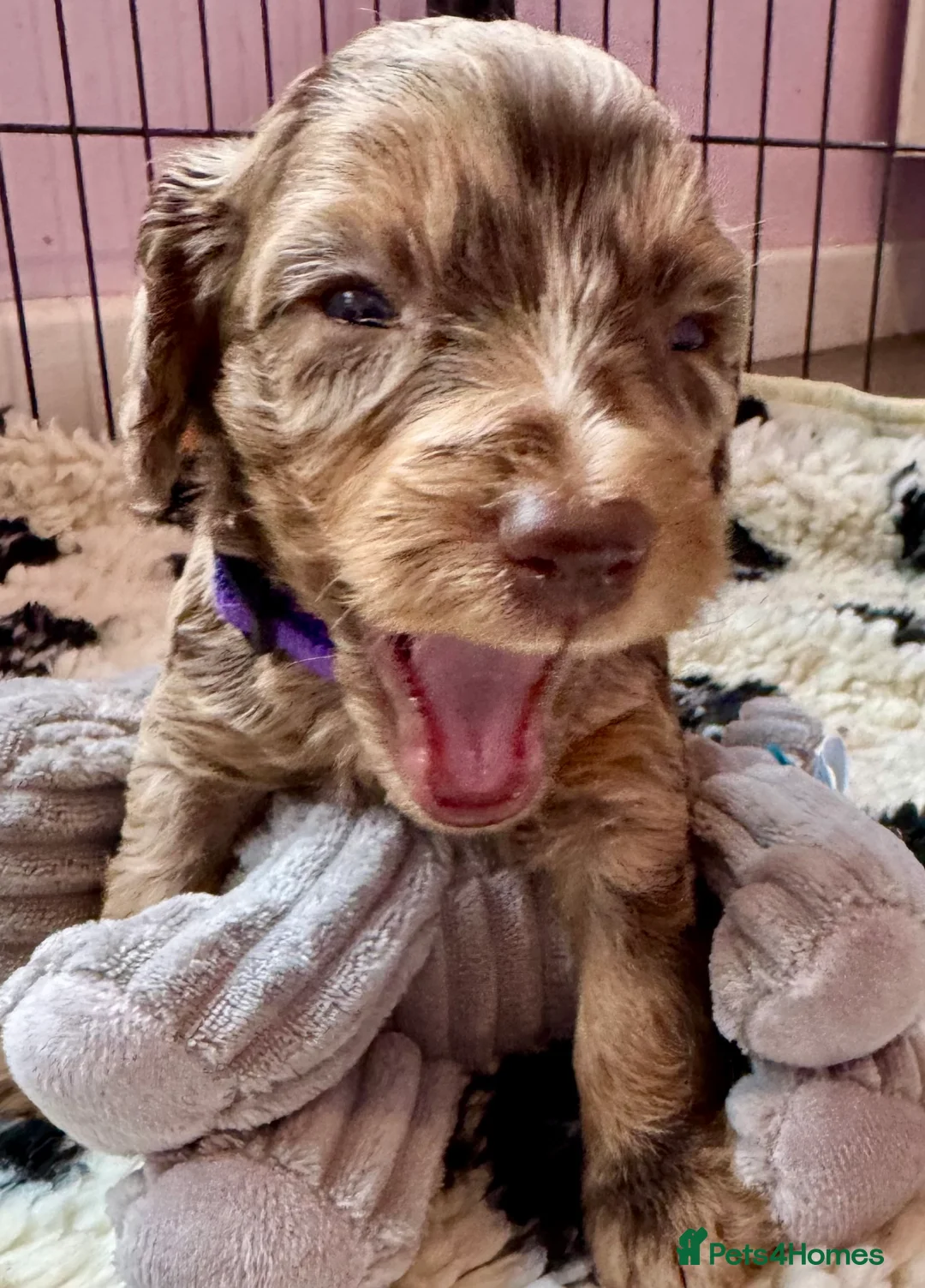 Doxiepoo dogs for sale: Beautiful Doxiepoo puppies  - Advert 1