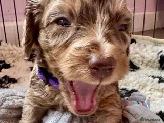 Doxiepoo dogs for sale: Beautiful Doxiepoo puppies - Advert 1