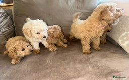 Pomapoo dogs for sale: Pomapoo puppies ready to leave now  - Image 4