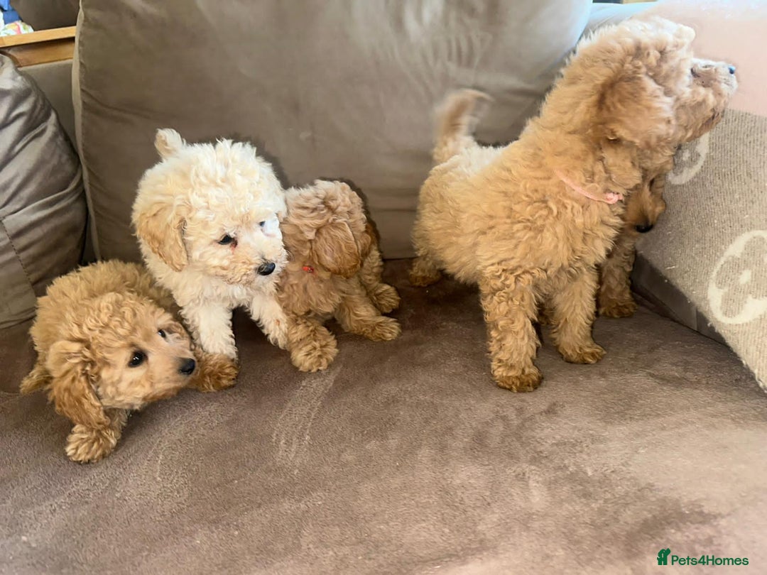 Pomapoo dogs for sale: Pomapoo puppies ready to leave now  - Image 4
