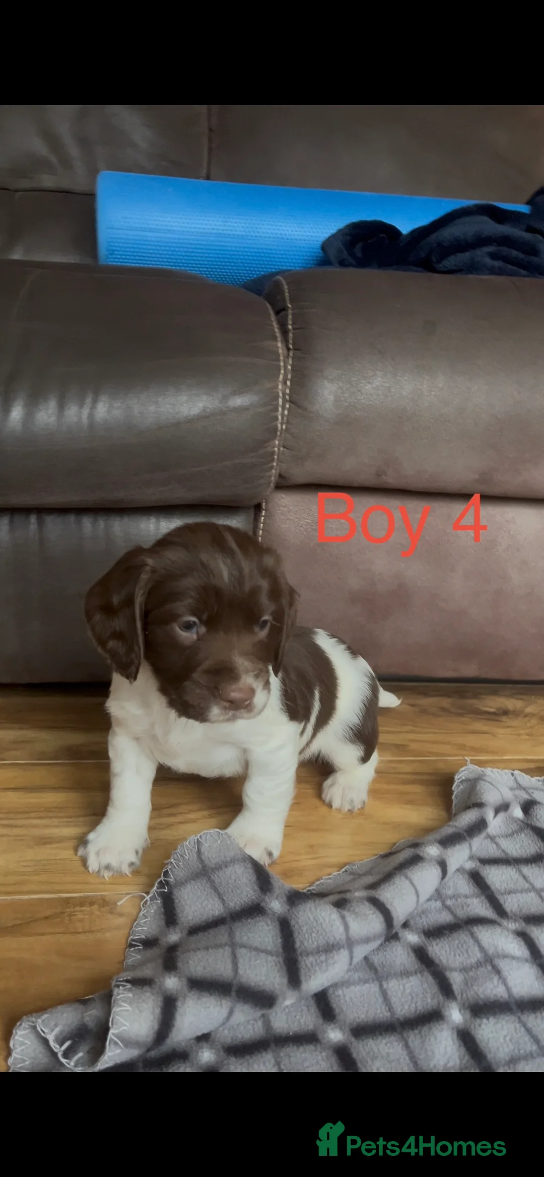 English Springer Spaniel dogs for sale: 5 beautiful English springer spaniel puppies  - Advert 11